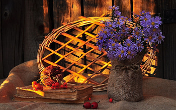 Plants, Flowers, Bouquets HD wallpaper