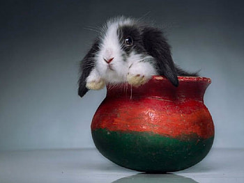 CUTE BUNNY, CUTE, BUNNY, POT HD wallpaper
