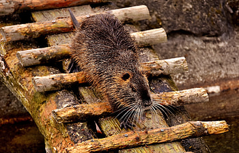 Animals, Rodent, Dam, Nutria, Swamp Beaver HD wallpaper