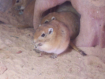 field mice, two company, waiting for dinner HD wallpaper