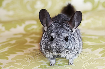 Chinchilla , Cute and fluffy, Playful rodent, Pet lovers HD wallpaper
