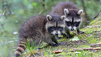 Playful raccoons, Adorable babies, Cute , Joyful spirits HD wallpaper
