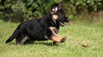 German Shepherd, Full , Majestic presence, backgrounds HD wallpaper
