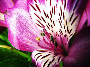 Plants, Flowers HD wallpaper