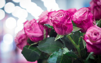Beautiful Bouquet, purple, pink, bouquet, roses, beautiful HD wallpaper