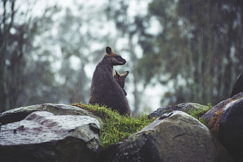 Animals, Grass, Stones, Rain, Kangaroo, Young, Couple, Pair, Joey HD wallpaper