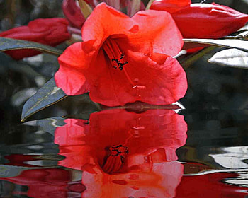 Reflection, water, pretty, red flower HD wallpaper
