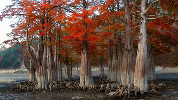 Trees, river, leaf, nature HD wallpaper