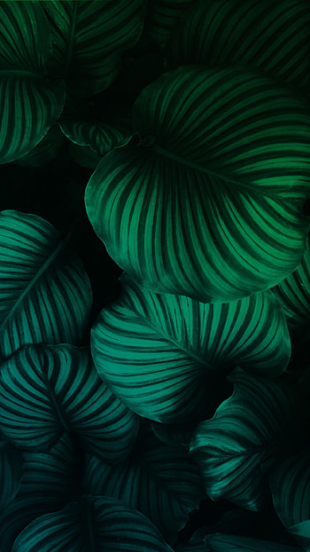 Leafs, natural, natural minimal, minimal HD phone wallpaper