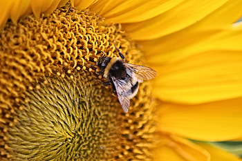 Animals, Flower, Macro, Insect, Bee HD wallpaper