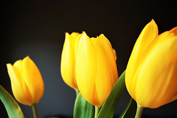 Flowers, Blur, Smooth, Tulip HD wallpaper