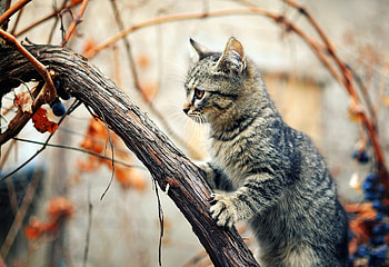 Animals, Wood, Kitty, Kitten, Tree, Wet, Branches, Climb, Humid HD wallpaper