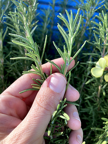 Nova studio, Skincare and food, Using rosemary, Growing HD phone wallpaper