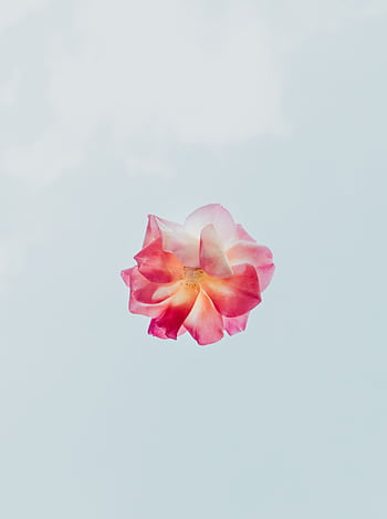 A single pink rose floating gracefully against a soft blue sky, symbolizing beauty and romance. HD phone wallpaper