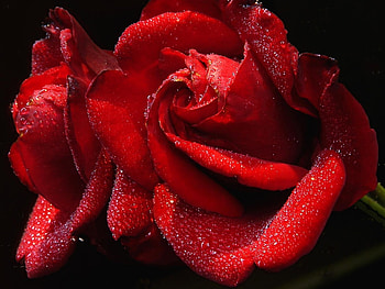 Plants, Flowers, Roses HD wallpaper