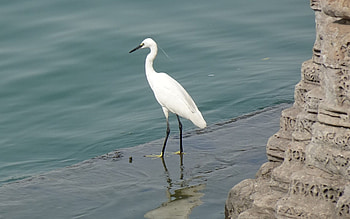 Egret, bird, water, rock HD wallpaper