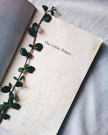 Plant, Words, Inscription, Book HD phone wallpaper