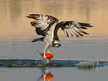 Red Catch, eagle, , red, cool, catch, fish HD wallpaper