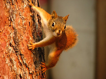 Mr. Chipmunk What's Happening, fur, bark, chipmunk, tree HD wallpaper