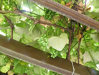 GRAPE VINES, VINES, GREEN, NATURE, GRAPES HD wallpaper