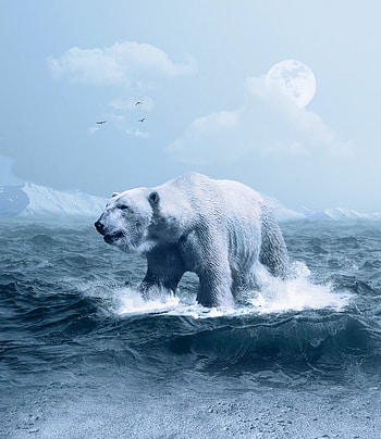 Animals, Waves, Ocean, hop, Polar Bear HD phone wallpaper