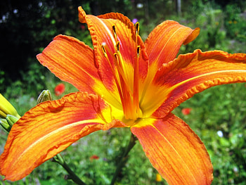 Plants, Flowers HD wallpaper