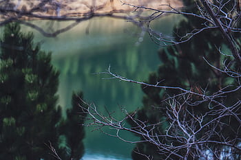 An idyllic scene showcasing a tranquil lake with reflecting trees, framed by delicate branches. HD wallpaper