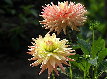 Flowers, Close-Up, Flower Bed, Flowerbed, Dahlias HD wallpaper
