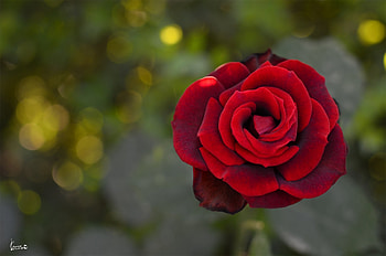 Flower, Macro, Rose Flower, Rose HD wallpaper