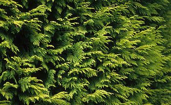 Chamaecyparis lawsoniana, Planting and care, Beautiful ornamental, Mein Schner Garten HD wallpaper