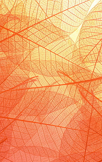 Abstract orange leaf skeletons create a vibrant and textured background with intricate patterns. HD phone wallpaper