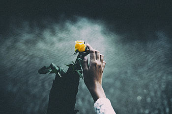 Flowers, Water, Dark, Hand, Rose Flower, Rose, Tenderness, Touching, Touch HD wallpaper