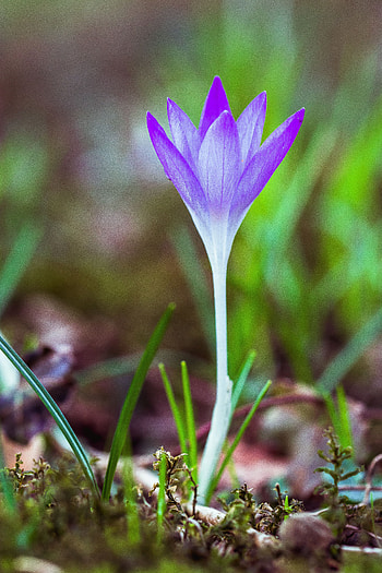 Flowers, Grass, Flower, Macro, Blur, Smooth, Bloom, Flowering, Snowdrop HD phone wallpaper