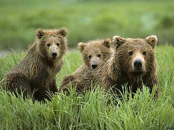 Animals, Bears HD wallpaper