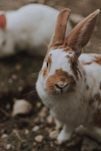 Animals, Fluffy, Animal, Rabbit HD phone wallpaper