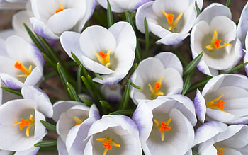 Plants, Flowers HD wallpaper