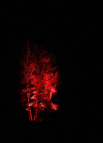 Dark, Wood, Tree, Illumination, Backlight HD phone wallpaper