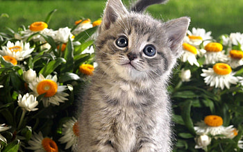 Kitten, adorable kitten, lovely pet, cute HD wallpaper