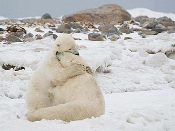 I'm Here For You for {Nannouk}, bears, animals, polar bears, snow, nature HD wallpaper