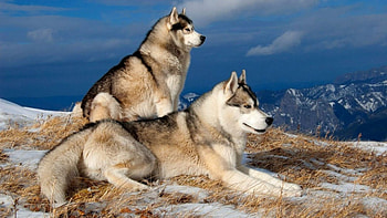 Dogs-pair, rase, prietenul, omului, caine HD wallpaper