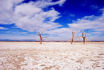 Nature, Trees, Sky, Clouds, Desert, Branches, Dry Lake HD wallpaper