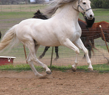 Running Along with the Wind, spain, grey horse, horses, spanish stallion, lechoso, animals, andalusian stallion HD wallpaper