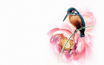 Kingfisher, pink, white, bird, art, flower HD wallpaper
