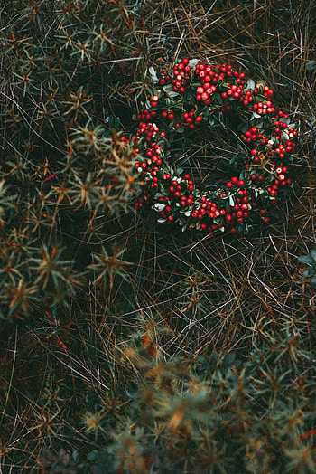 Nature, Grass, Berries, Blur, Smooth, Wreath HD phone wallpaper