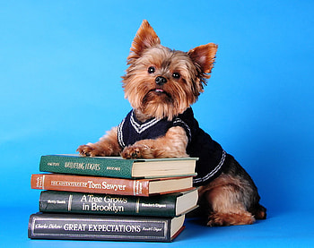 Dog and books, sweet, animal, dog, puppy, book, pet HD wallpaper