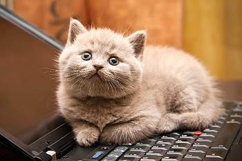Please, don't take my laptop, pisica, animal, kitten, laptop, face, cute, cat, funny HD wallpaper