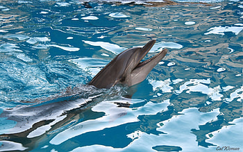 Animals, Water, Dolfins HD wallpaper