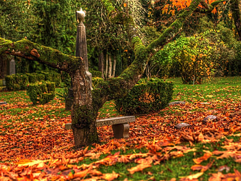 Nature, Leaves, Wood, Tree, Bench HD wallpaper