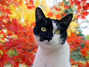 Animals, Autumn, Leaves, Cat, Muzzle, Spotty, Spotted HD wallpaper