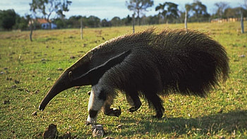 Anteater vermilingua , , Anteater HD wallpaper